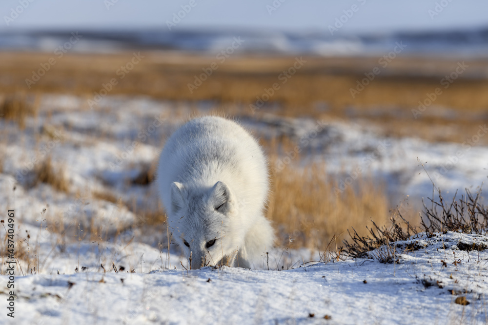Arctic fox (Vulpes Lagopus) in wilde tundra. Arctic fox on the beach. Arctic fox (Vulpes Lagopus) in wilde tundra. Arctic fox on the beach.