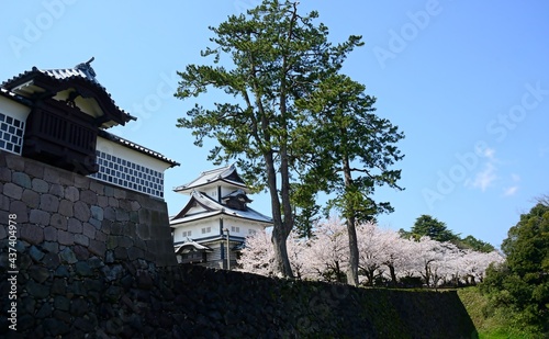 JAPAN-Cherry blossoms at Kanazawa Castle during Hanami