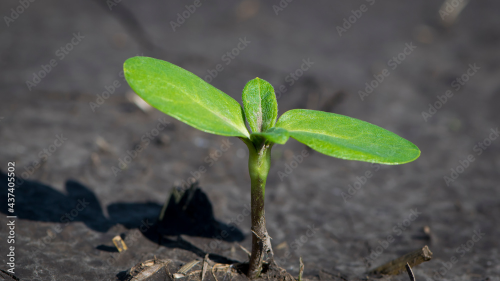 sunflower, a small green sprout in the ground, sunflower sprout. A small plant in the soil. Ecology, environmental protection. Greenhouse work. young green leaves, Close up. fieldwork, spring season sunflower, a small green sprout in the ground, sunflower sprout. A small plant in the soil. Ecology, environmental protection. Greenhouse work. young green leaves, Close up. fieldwork, spring season