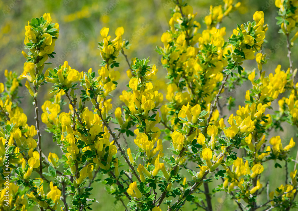 Fototapeta premium Chamaecytisus ratisbonensis. yellow flowers and green leaves on a plant branch. in the forest or in the field. floral natural background, close-up. nature in spring. Honey plants Ukraine.