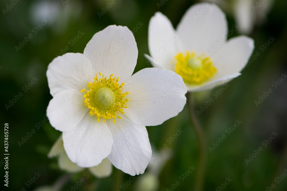 Anemone sylvestris. delicate flowers in the garden, in the flowerbed. floral background. beautiful delicate Anemone sylvestris. white flowers on a natural green background. close-up Anemone sylvestris. delicate flowers in the garden, in the flowerbed. floral background. beautiful delicate Anemone sylvestris. white flowers on a natural green background. close-up