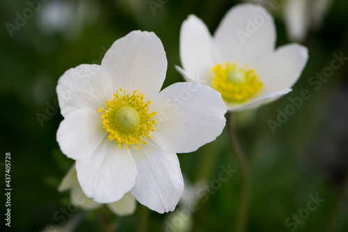 Anemone sylvestris. delicate flowers in the garden  in the flowerbed. floral background. beautiful delicate Anemone sylvestris. white flowers on a natural green background. close-up