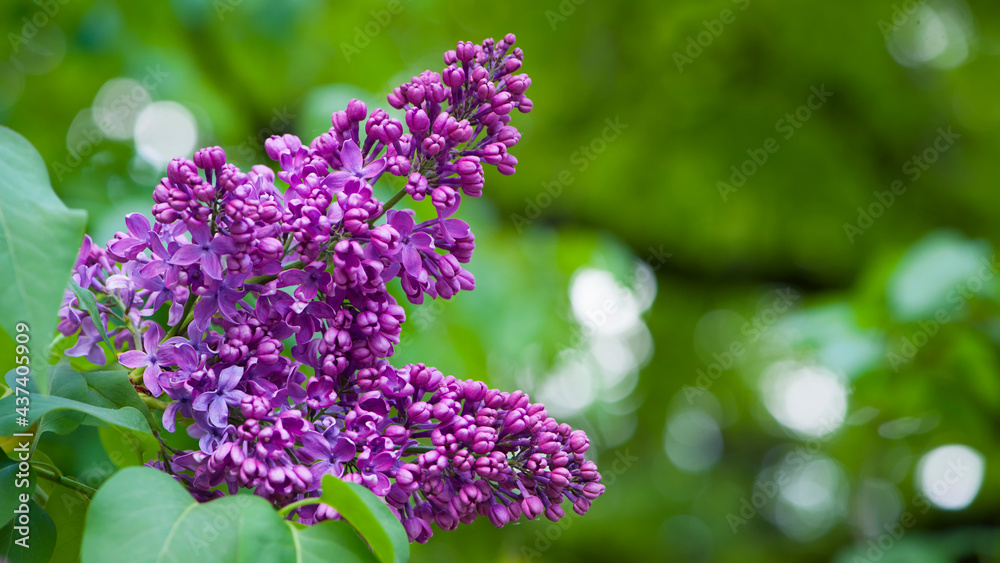 Lilac blossom flowers spring view. Spring lilac flowers. Lilac blooms. A beautiful bunch of lilac. floral spring background. delicate fragrant flowers, in the garden or park. close-up Lilac blossom flowers spring view. Spring lilac flowers. Lilac blooms. A beautiful bunch of lilac. floral spring background. delicate fragrant flowers, in the garden or park. close-up