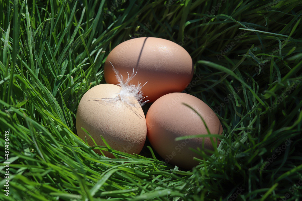 Free range hen eggs. Organic eggs laid in the green grass. Free range hen eggs. Organic eggs laid in the green grass.