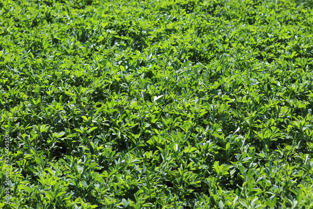 Field of alfalfa in springtime. Green field of lucerne (Medicago sativa). Fresh grass growing.