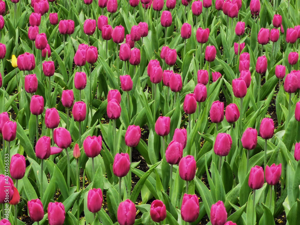 Flowerbeds with lilac tulips in the park. The festival of tulips on Elagin Island in St. Petersburg Flowerbeds with lilac tulips in the park. The festival of tulips on Elagin Island in St. Petersburg