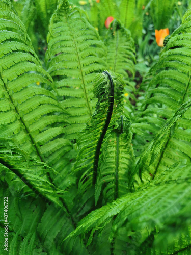 A young fern on a flower bed in a park on Elagin Island in St. Petersburg.