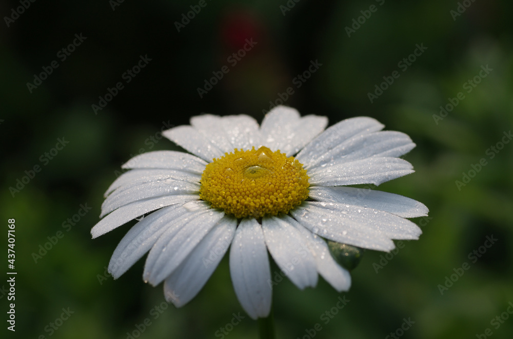 nahaufnahme der weißen blüte einer margerite mit regentropfen nahaufnahme der weißen blüte einer margerite mit regentropfen