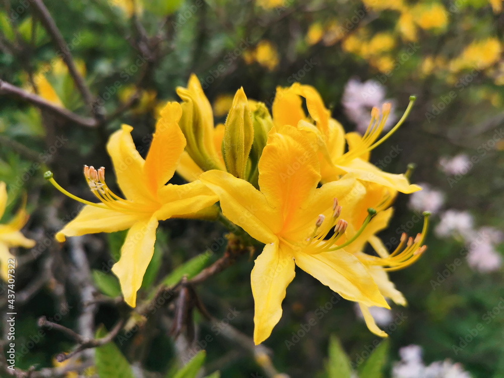 Flowers and buds of yellow rhododendron in the botanical garden of St. Petersburg. Flowers and buds of yellow rhododendron in the botanical garden of St. Petersburg.