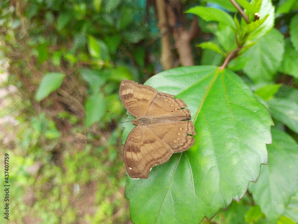 Fototapeta premium butterfly on leaf