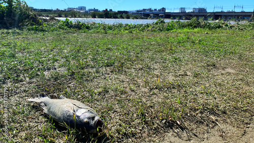 The riverbed of the Tama River after the typhoon in Japan.