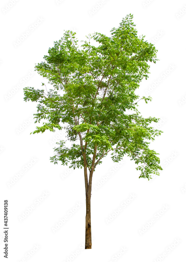 Trees isolated on white background, tropical trees isolated used for design, advertising and architecture. Trees isolated on white background, tropical trees isolated used for design, advertising and architecture.