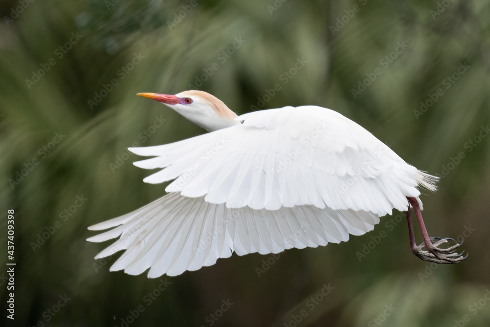 Obraz premium Cattle Egret