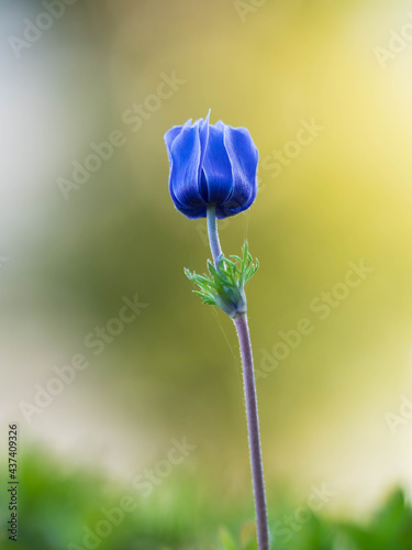 blue flower of a poppy