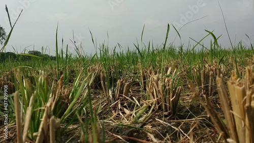 grass and sky,grass background photo