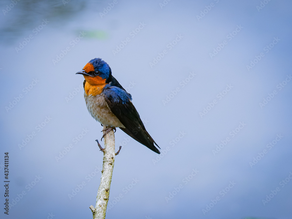 Fototapeta premium Small passerine bird in the swallow family.