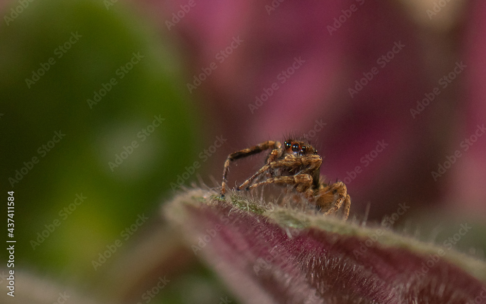 jumping spider over african violet jumping spider over african violet