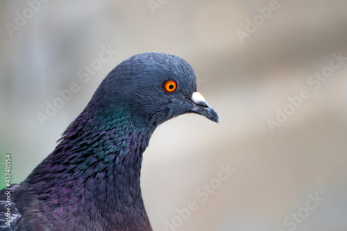 The urban bird-like pigeon portrait is very close-up on a very much blurred background. The animal's head is shot very large and with an empty back. Copy space on the right side. High quality photo