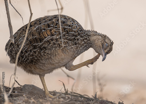 andean tinamou scratching photo