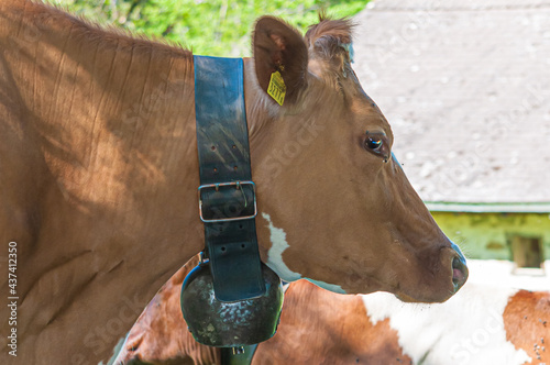 Closeup shot of a brown agricultural cow on a meadow photo