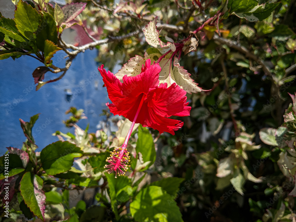 An image of a Hibiscus rosa-sinensis. Selective focus image.