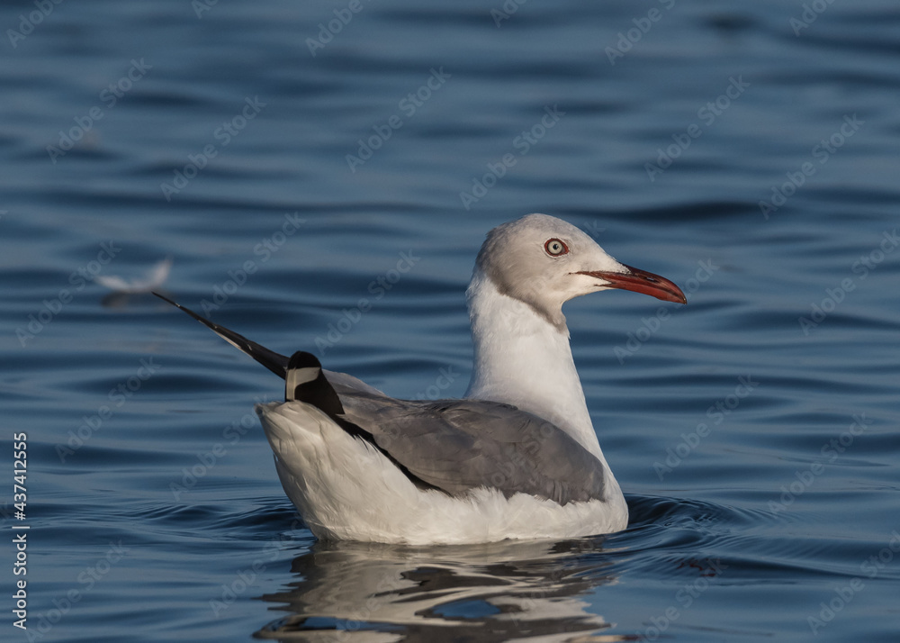 gray hooded gull on lake