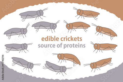 食用昆虫のイラスト セット 食用コオロギ 次世代のたんぱく資源