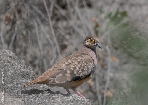 bared faced ground dove
