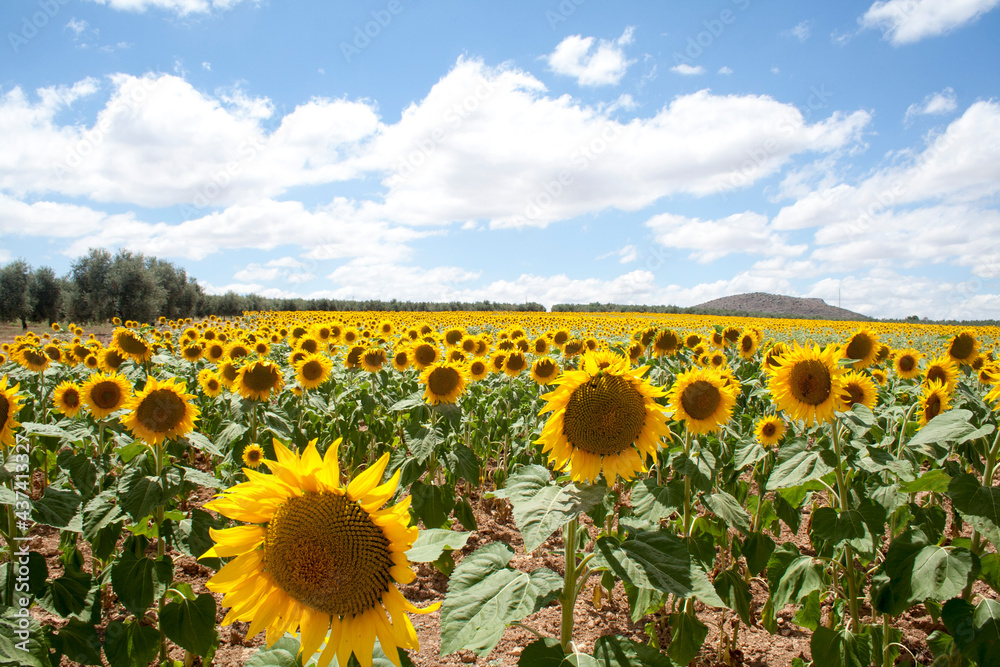 Fototapeta premium Sunflowers in a field
