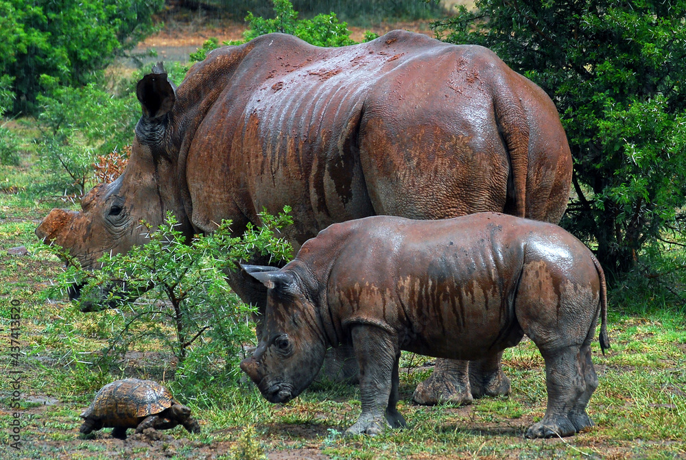 Obraz premium Rhinoceros et tortue sous la pluie