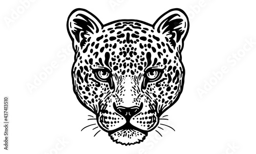 leopard on white background