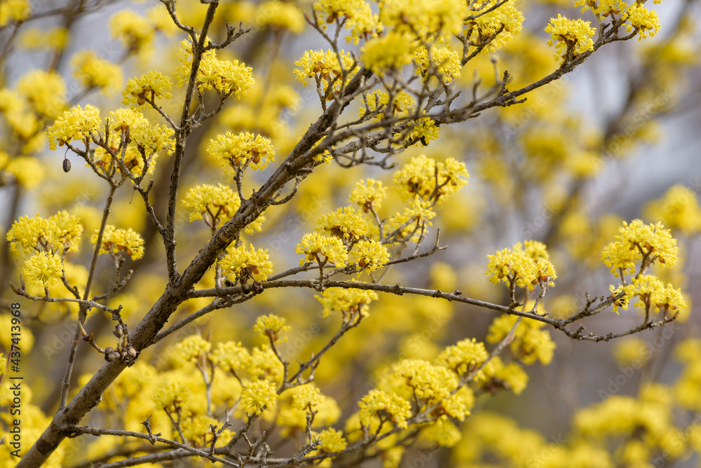 Yellow flower of cornus officinalis, Japanese cornelian cherry Yellow flower of cornus officinalis, Japanese cornelian cherry