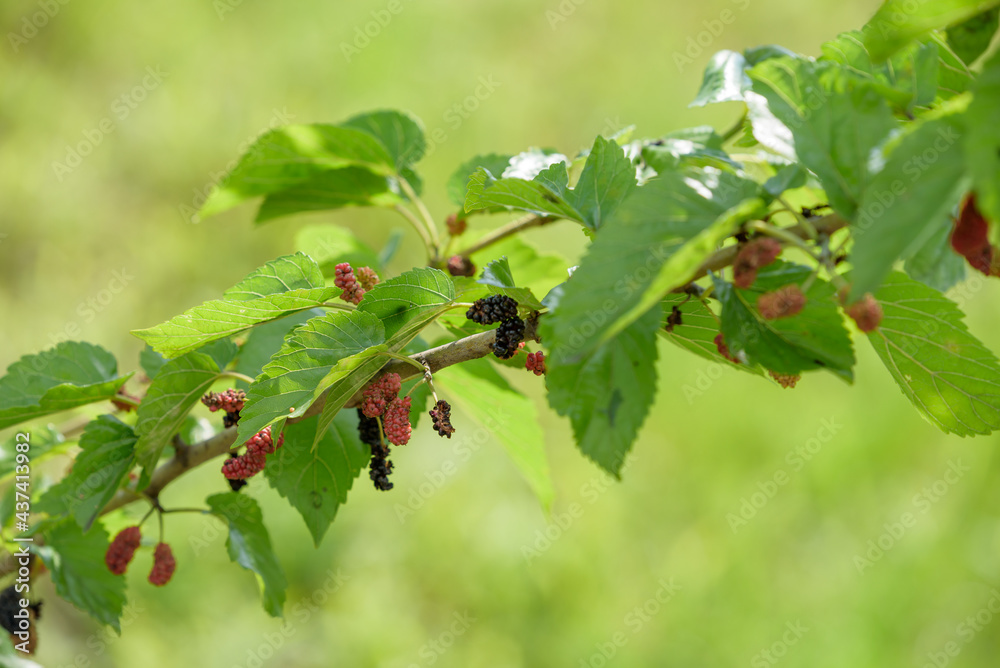 Young fruits of mulberry, on the branch Young fruits of mulberry, on the branch