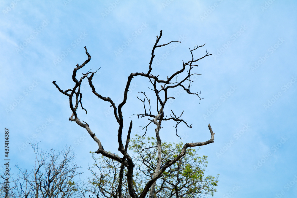 Dried branches of trees against blue sky Dried branches of trees against blue sky