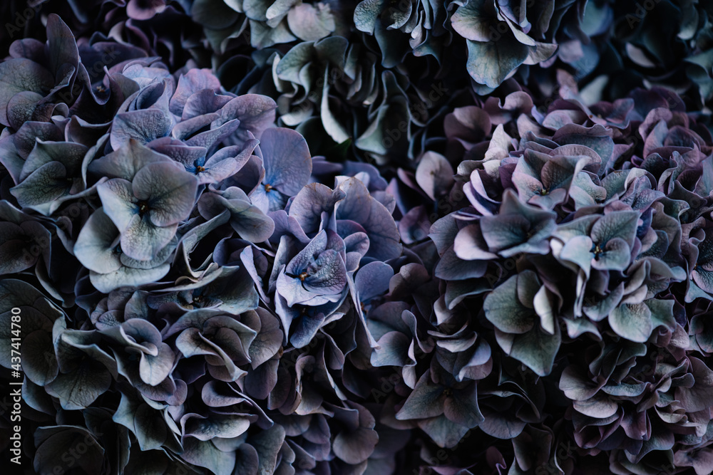 Beautiful texture of purple and blue coloured hydrangea blossoming flowers, close up view Beautiful texture of purple and blue coloured hydrangea blossoming flowers, close up view