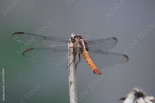 dragonfly on a branch