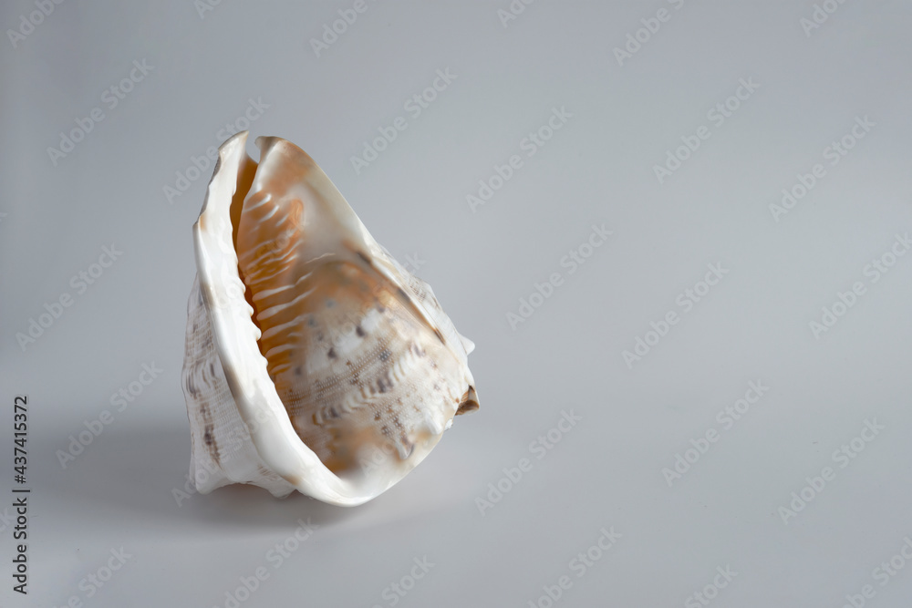 Naklejka premium real seashell; an enormous natural wonder and a decorative object