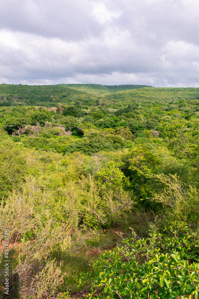Lush forest in the rainy season - Sertao landscape in Oeiras, Piaui (Northeast Brazil)