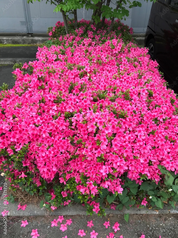 Fototapeta premium flowers in the garden