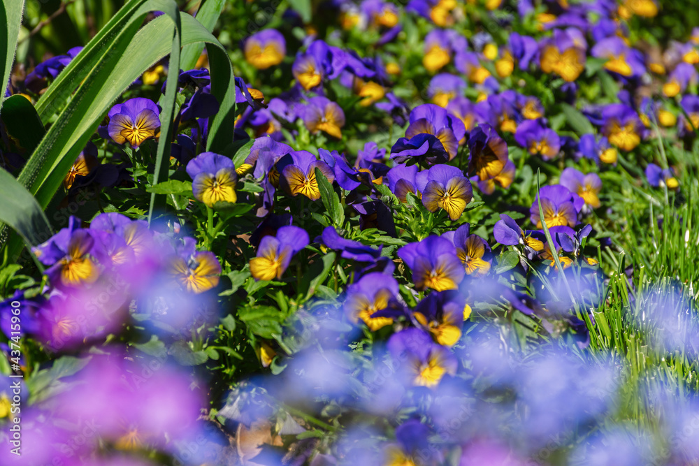 Pansy viola in the garden. A beautiful multicolored glade of spring flowers. Cultivation and landscaping of dacha plots, gardens, parks, flower beds. Background of yellow-purple small fragile flowers.