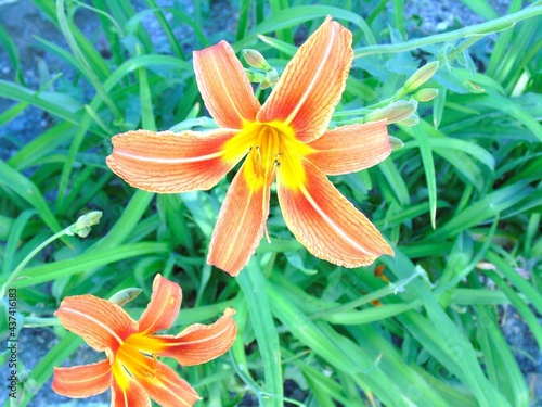 orange lily flower