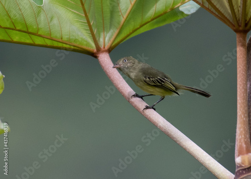 mishana tyrannulet endemic to peru photo