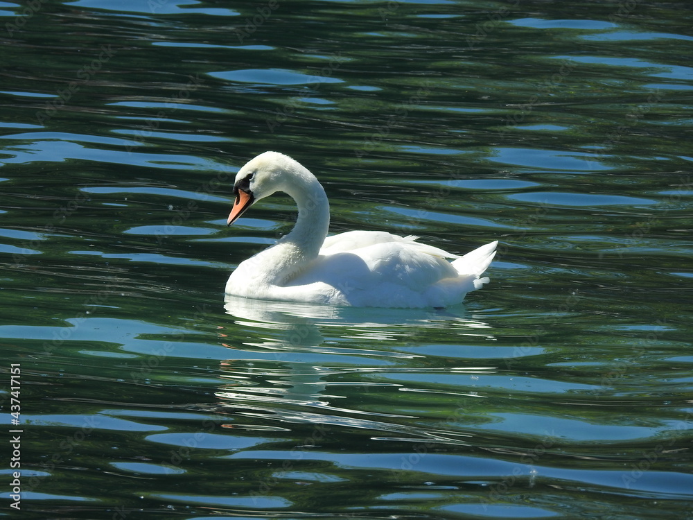 Ducks Ducks