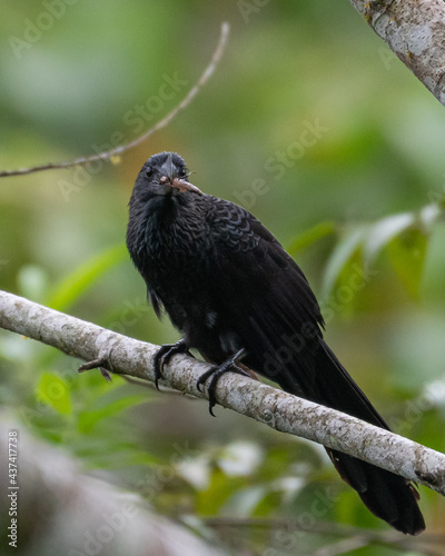 Wallpaper Mural smooth billed ani with prey Torontodigital.ca