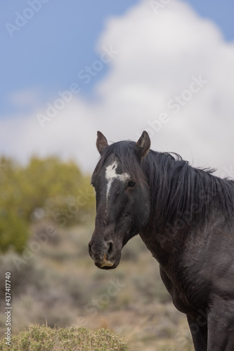  Wild Horse Stallion in the Utah Desert © natureguy