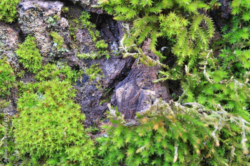 Tree bark. Green moss. Abstract background. Macro. Tree bark. Green moss. Abstract background. Macro.