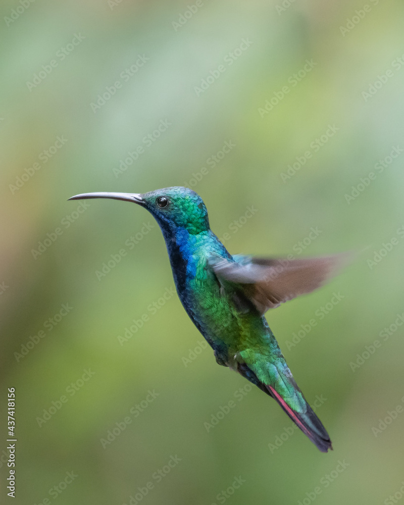 Obraz premium black throated mango in flight