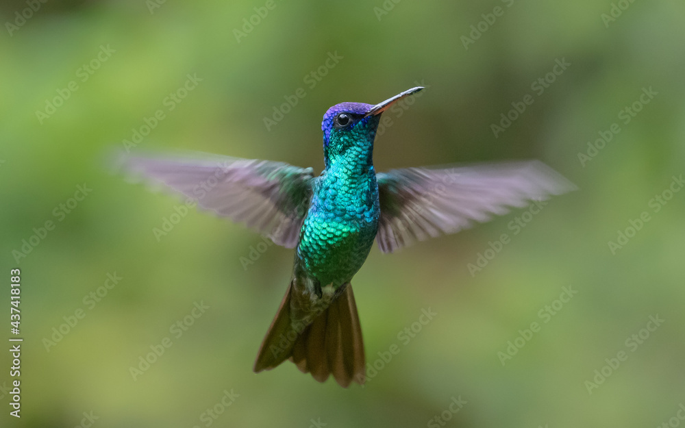 Obraz premium golden tailed sapphire in flight