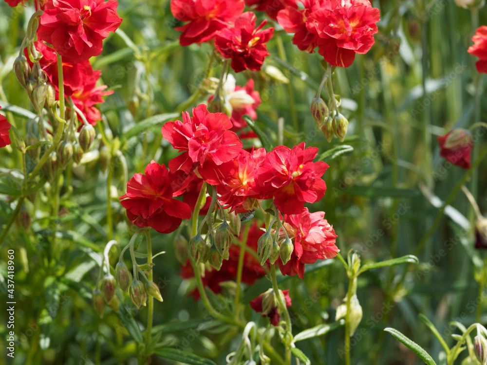 (Helianthemum hybride 'Amabile plenum') Petit arbuste nain rampant d'hélianthèmes aux fleurs doubles rouges en forme de bouton et petites feuilles gris-vert (Helianthemum hybride 'Amabile plenum') Petit arbuste nain rampant d'hélianthèmes aux fleurs doubles rouges en forme de bouton et petites feuilles gris-vert