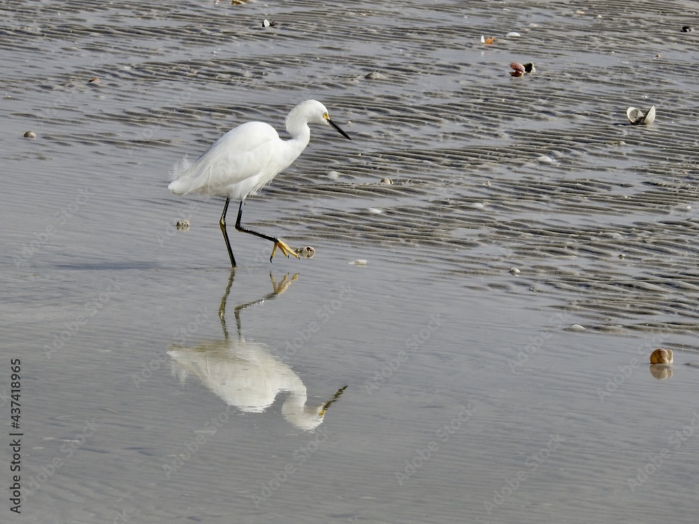 egrets egrets